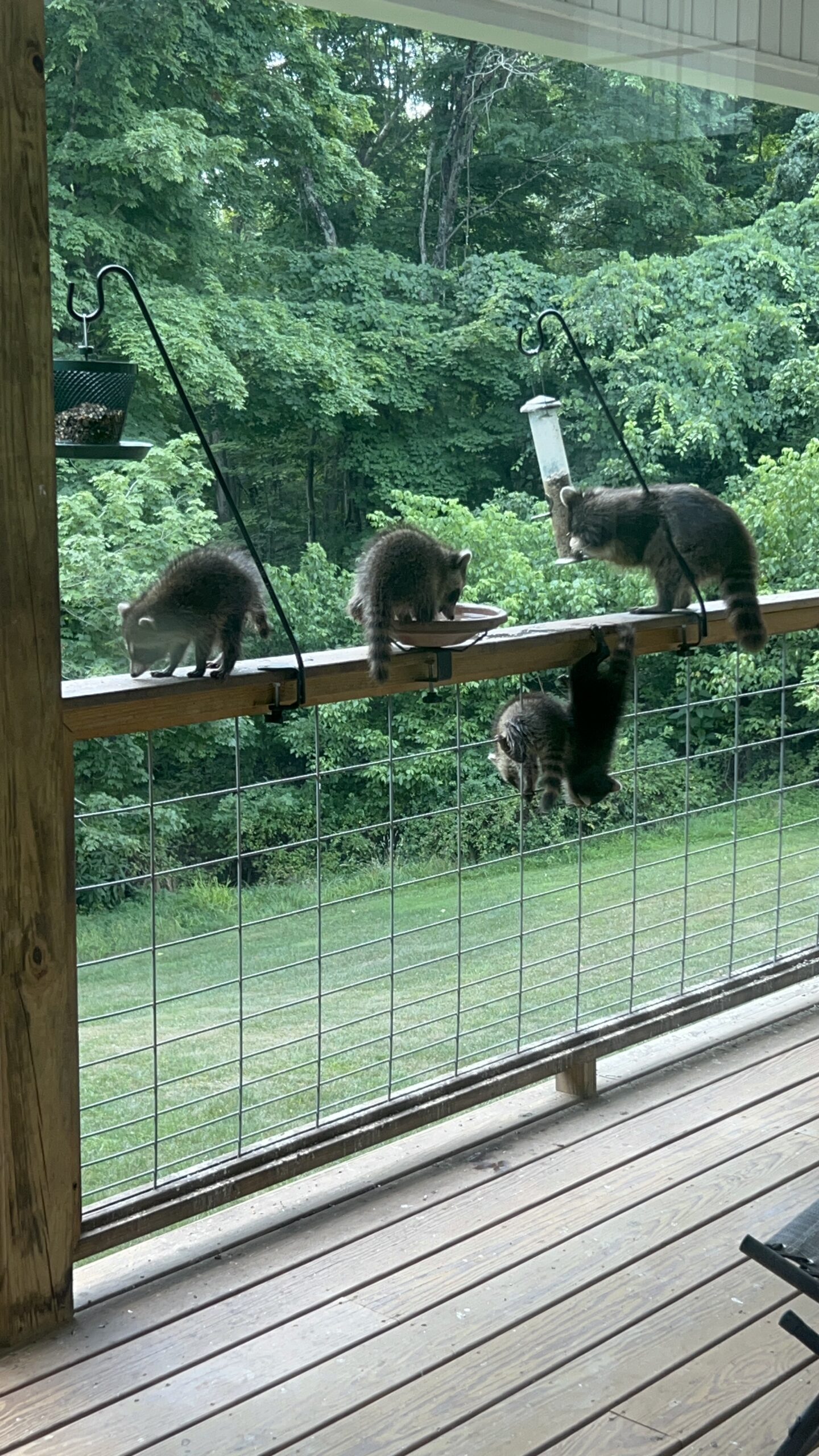 a raccoon year. (2024.)